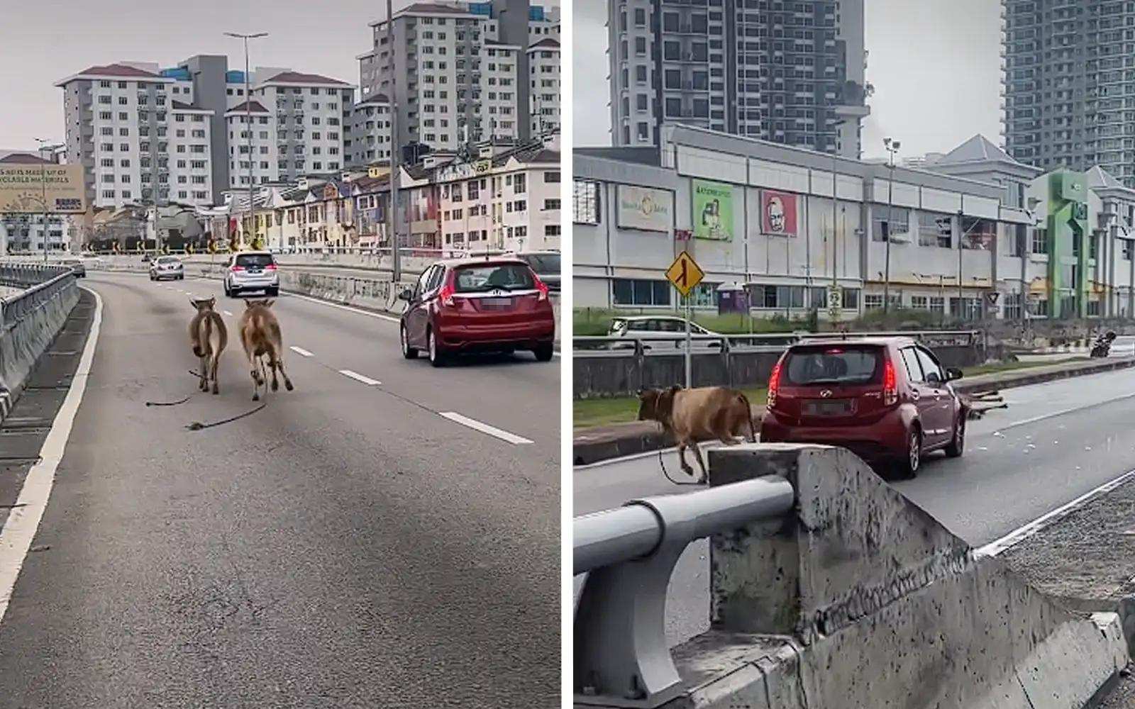 நெடுஞ்சாலையில் தலைத்தெறிக்க ஓடிய மாடுகளால் பரபரப்பு