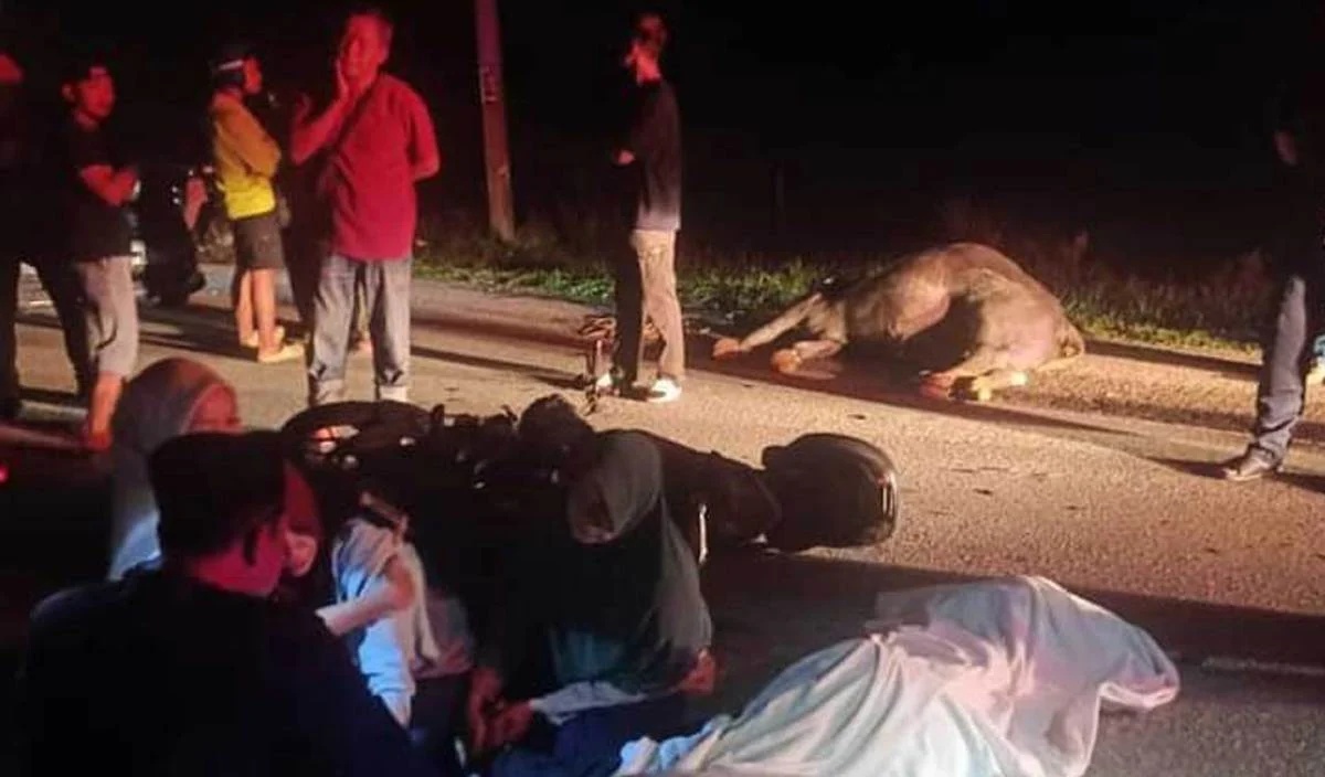 காட்டு எருமையின் மீது மோதி மோட்டார் சைக்கிளோட்டி உயிரிழந்தார்