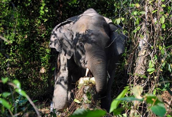 யானை மிதித்து ஓராங் அஸ்லி பரிதாப மரணம்