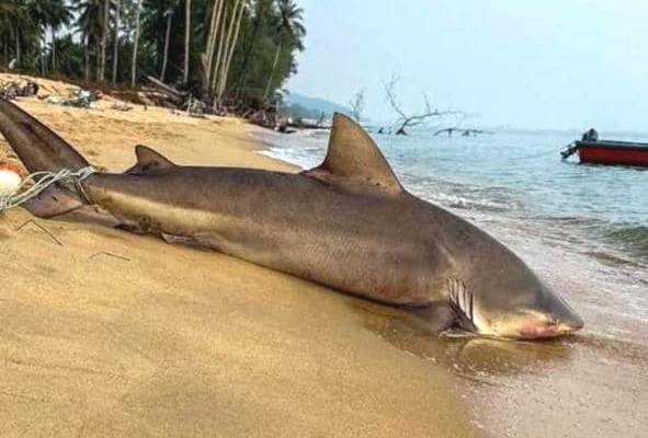 மீனவர் வலையில் ராட்ஷச சுறா மீன் சிக்கியது