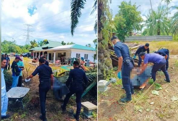 தலையில் விழுந்த செம்பனை குலை; ஆடவர் உயிரிழந்தார்