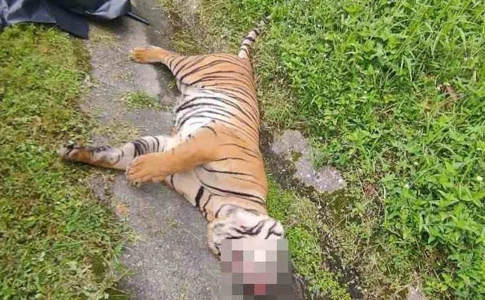 மலாயாப் புலி, காரினால் மோதப்பட்டு மரணம்