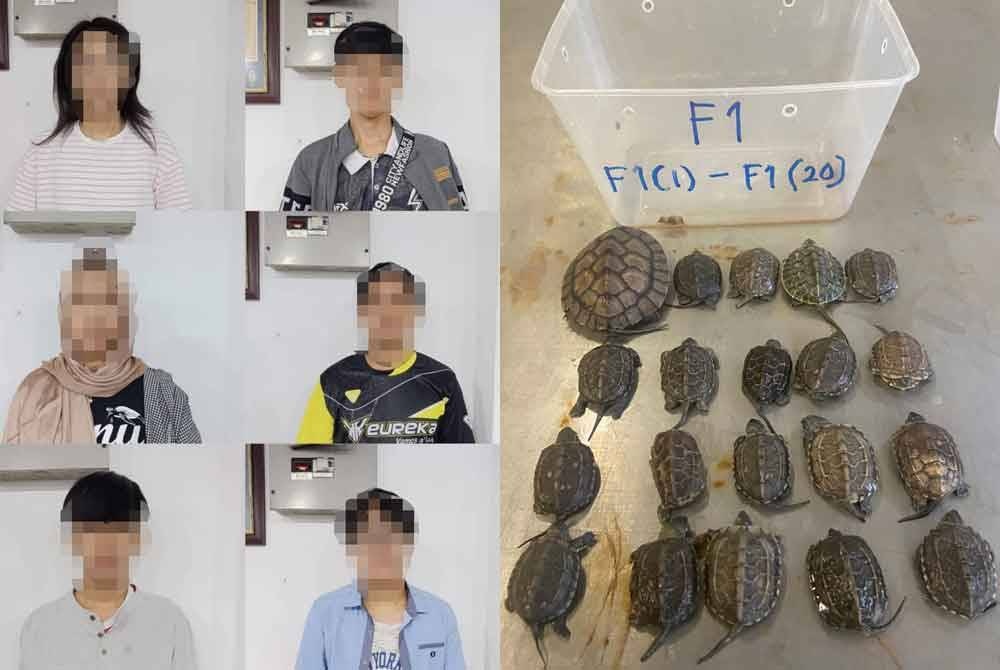 200 ஆமைகளை விற்கும் முயற்சி தோல்வி