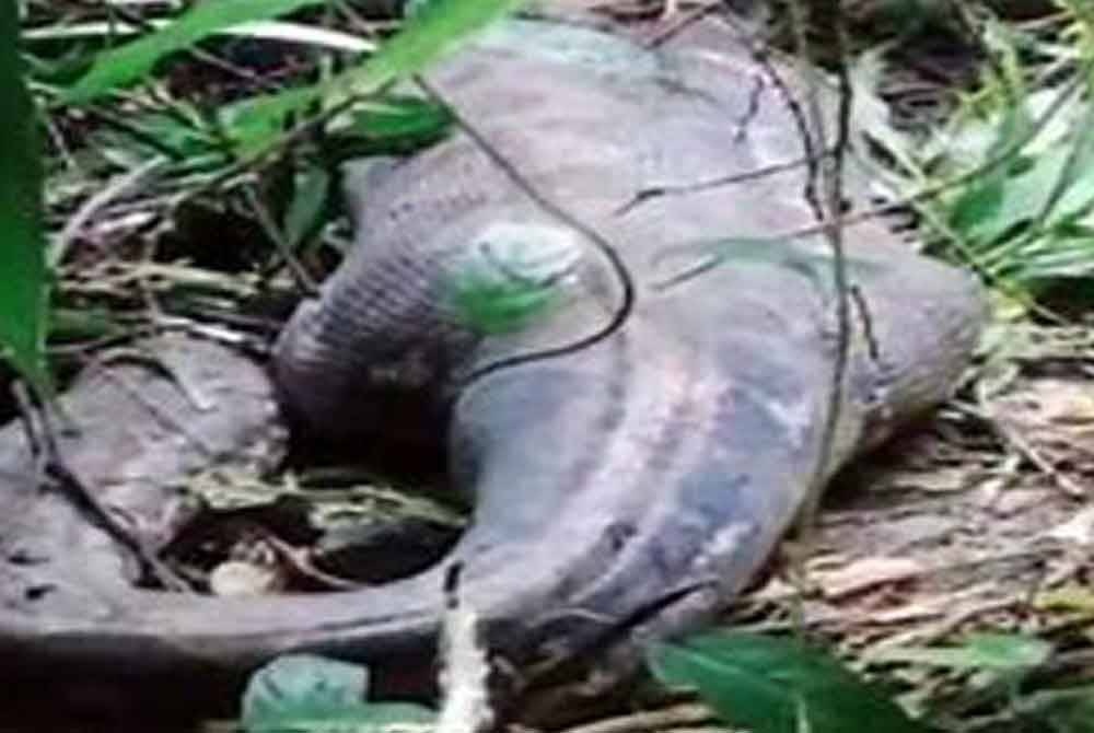 பெண்ணின் விழுங்கிய ராட்ஷச மலைப்பாம்பு