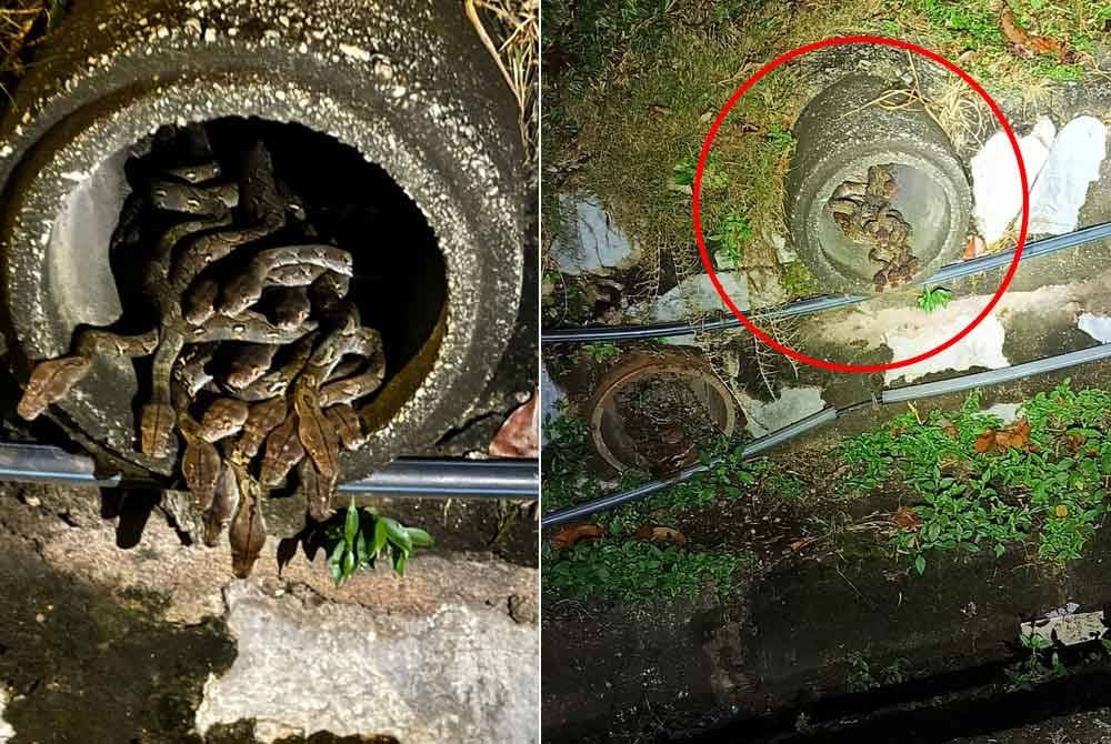 உணவகத்தின் கால்வாய் குழாயினுள் கிடந்த 29 மலைப்பாம்புகளால் அதிர்ச்சி