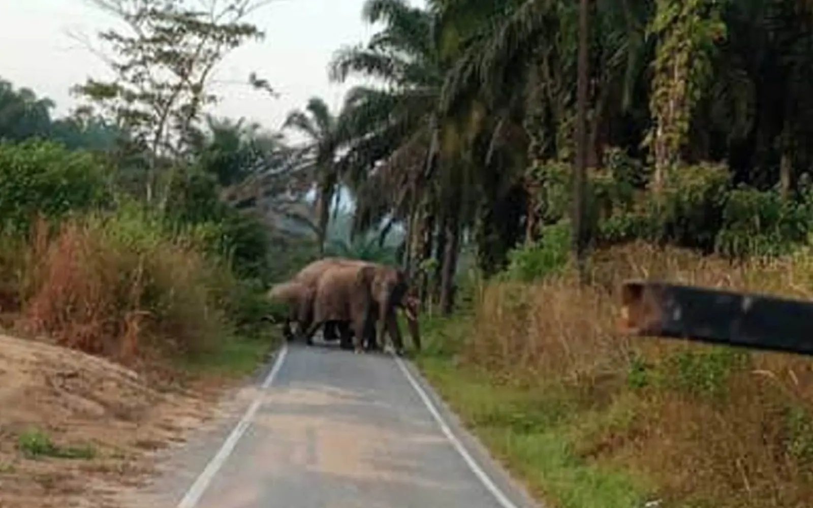 யானையினால் தாக்கப்பட்ட மூதாட்டி மரணம்