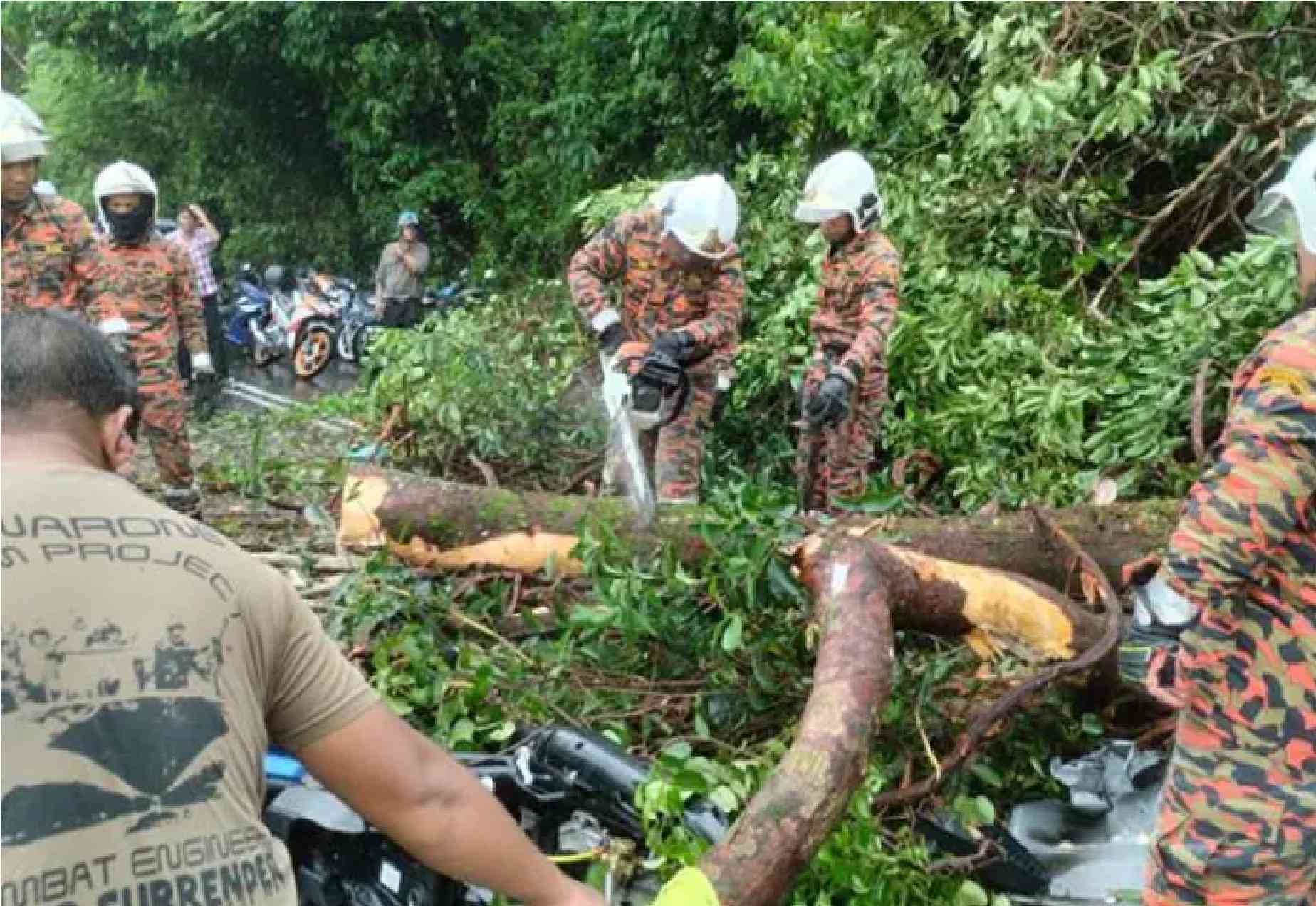 மரம் பெயர்த்துக்கொண்டு சாய்ந்ததில் நால்வர் காயம்