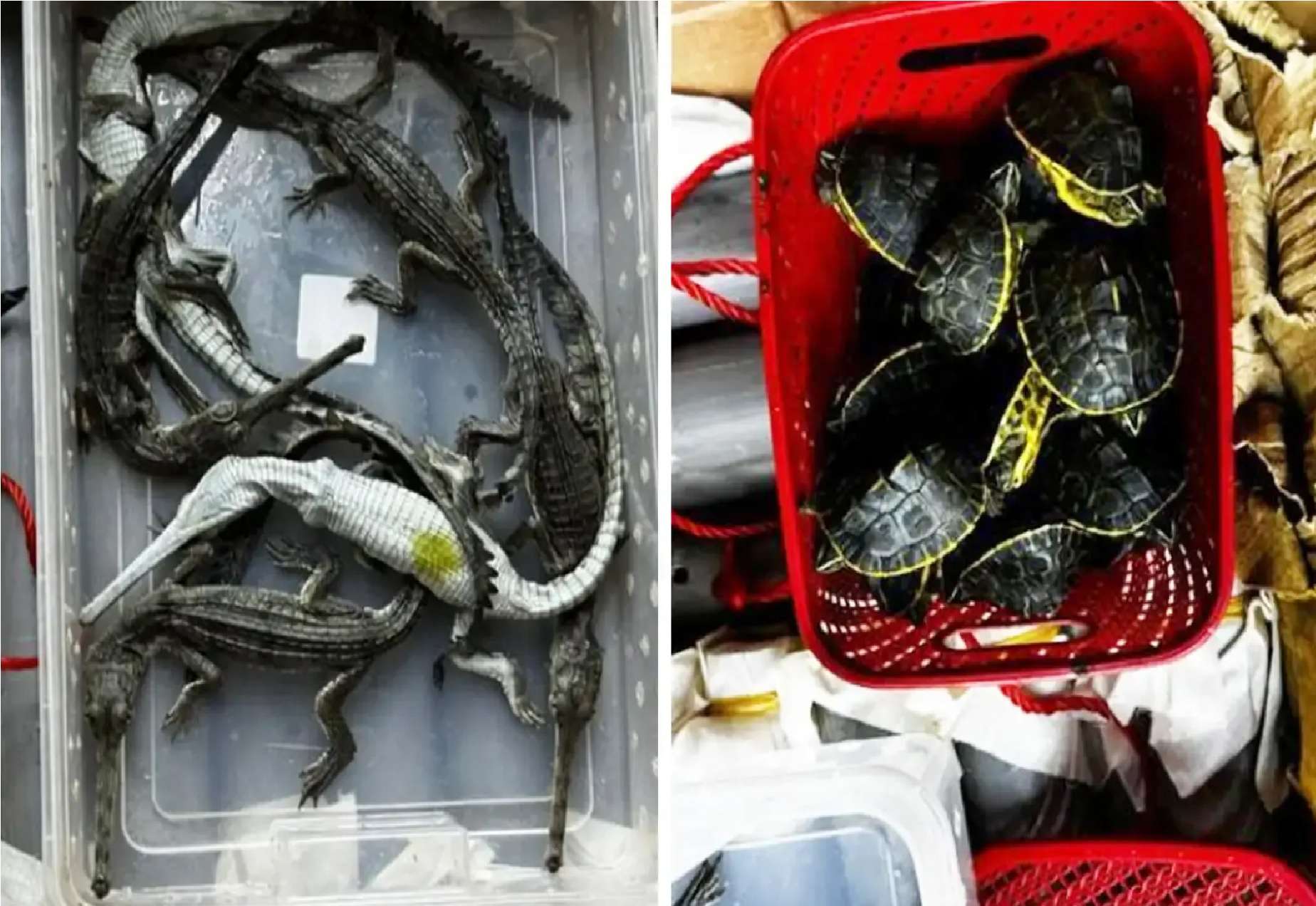 வெள்ளி 18 லட்சம் மதிப்புள்ள முதலைக்குட்டிகளுடன் ஆடவர் கைது