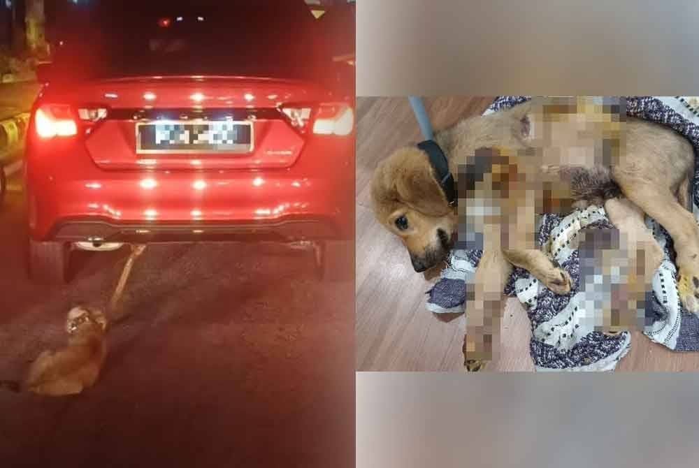 கார் பூத்தில் ஒரு நாய் கண்டப்பட்டிருந்தது