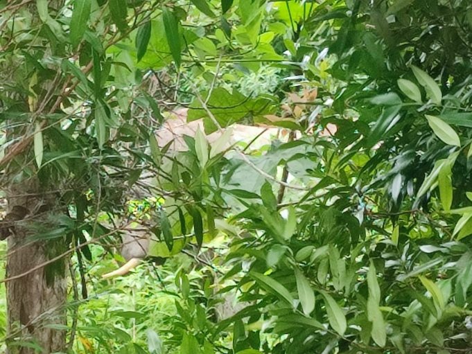 யானை மிதித்து குத்தகைத் தொழிலாளர் மரணம்