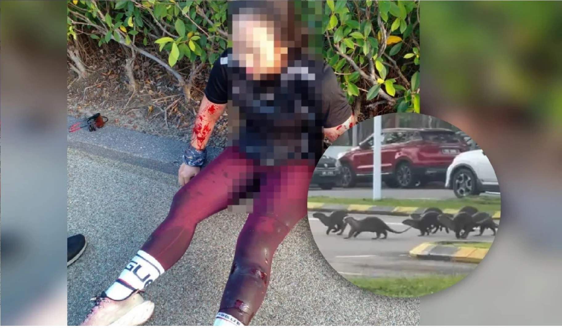 நீர்நாய் தாக்கியதில் மாது படுகாயம் அடைந்தார்