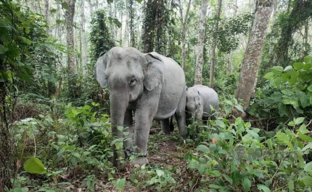 கிரிக்கில் 14 யானைகள் பிடிக்கப்பட்டன