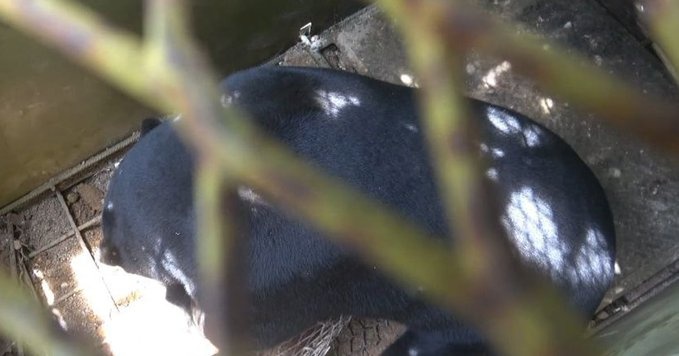 கரடியினால் தாக்கப்பட்ட ஆடவர் மரணம்