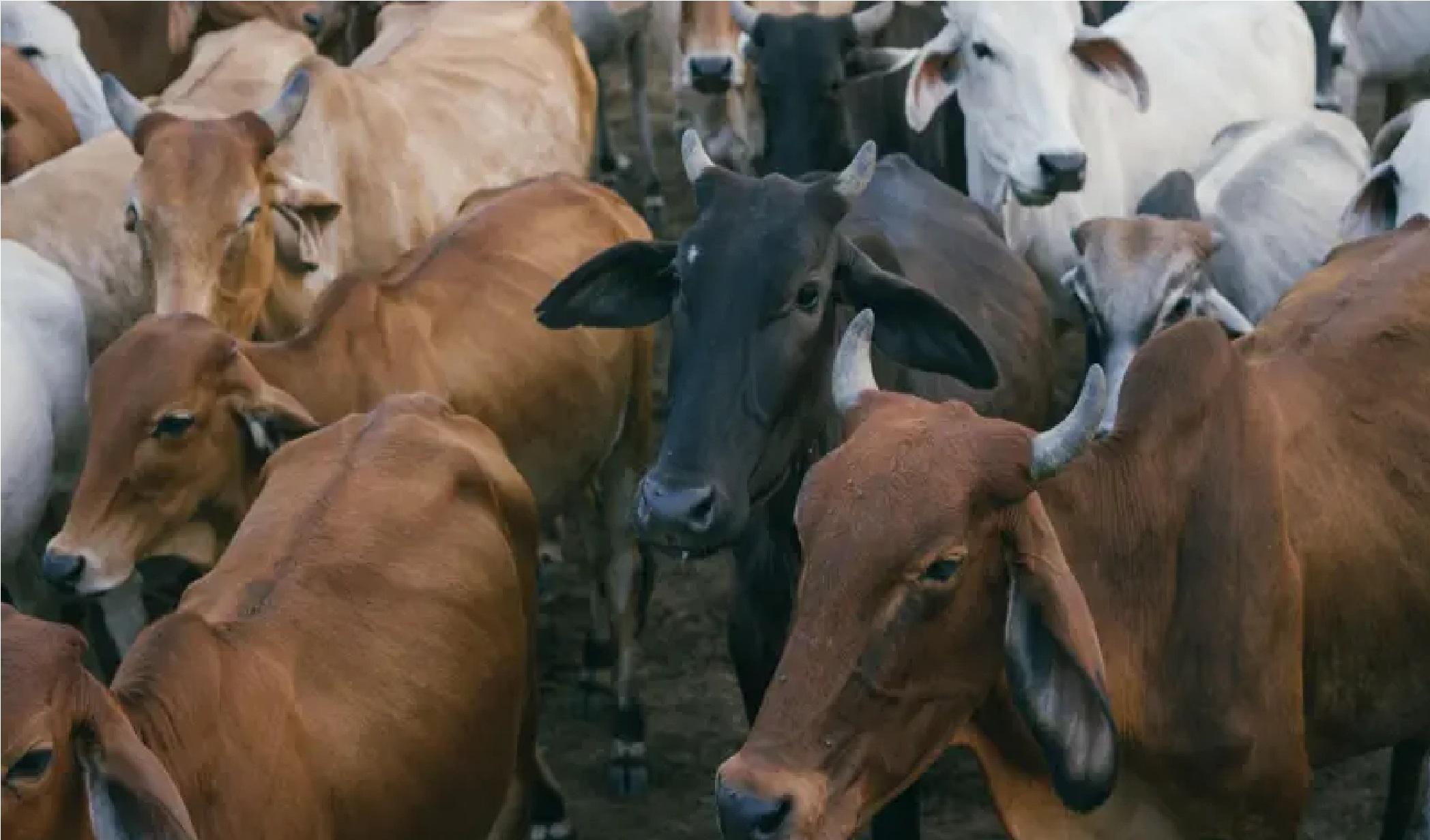 மலை உச்சியில் இருந்தும், ஆற்றிலும் தள்ளி விடப்படும் மாடுகள் - மத்திய பிரதேசத்தில் ஏன் இப்படி செய்கிறார்கள்?