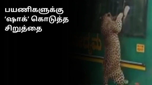 பெங்களூரு, சிறுத்தை