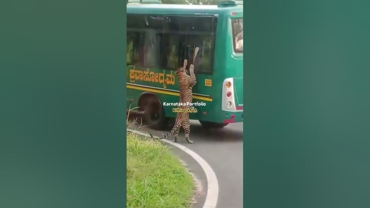 பெங்களூருவில் பயணிகளுக்கு ‘ஷாக்’ கொடுத்த சிறுத்தை