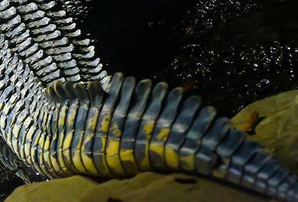 தலையால் தாக்கப்பட்ட சிறுவன் பலி