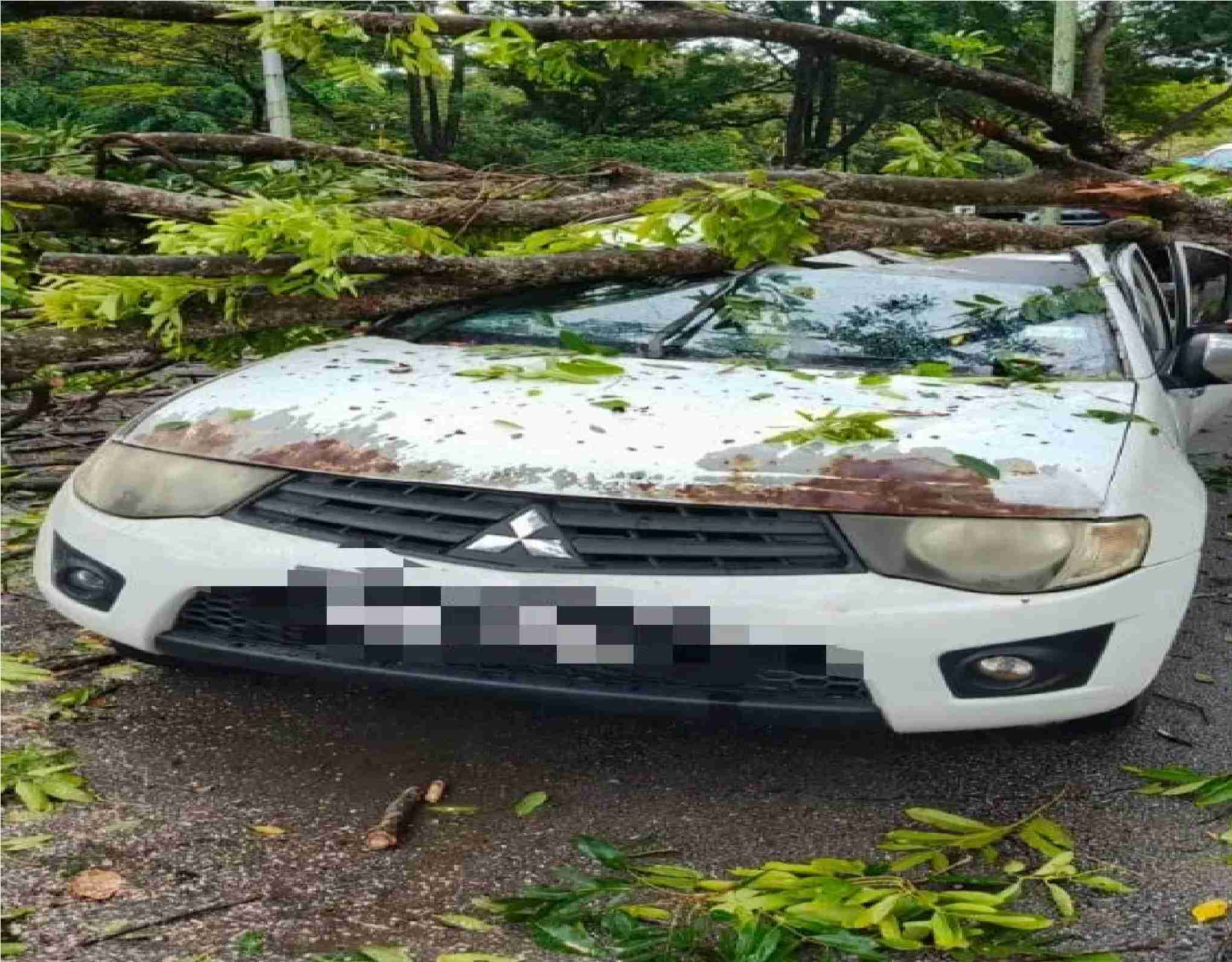 மரம் விழுந்து வாகனம் கடும் சேதம்