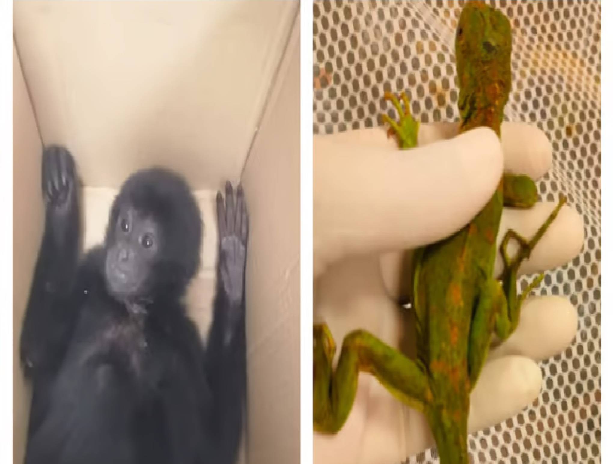 சென்னை விமான நிலையத்தில் மலேசியப் பெண் உட்பட இருவர் கைது