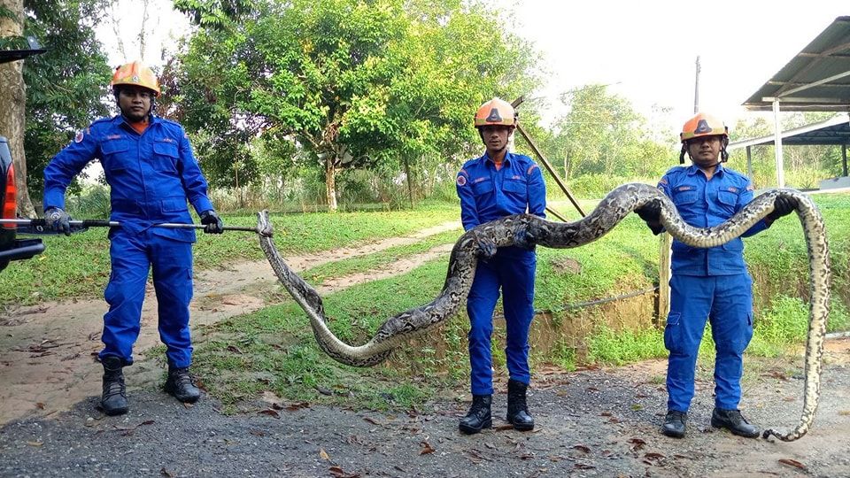 கிராம மக்களுக்கு பெரும் மிரட்டலை ஏற்படுத்திய ராட்ஷய மலைப்பாம்பு பிடிபட்டது