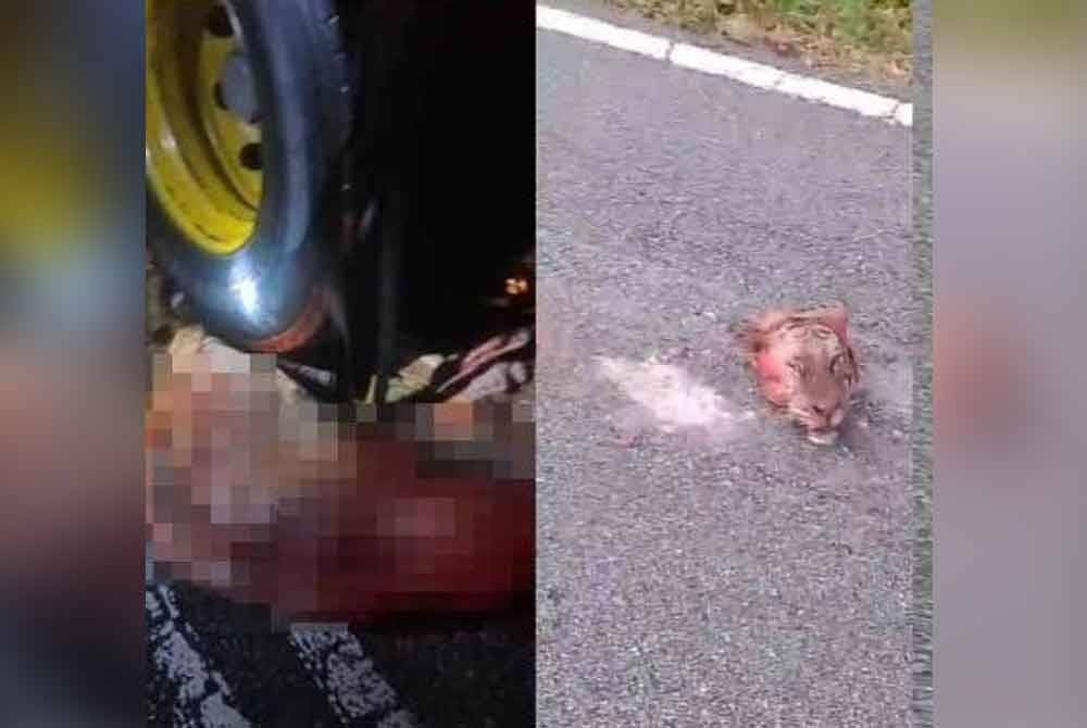 புலியை மோதிய நபர், போலீசில் புகார் அளிக்க வேண்டும்