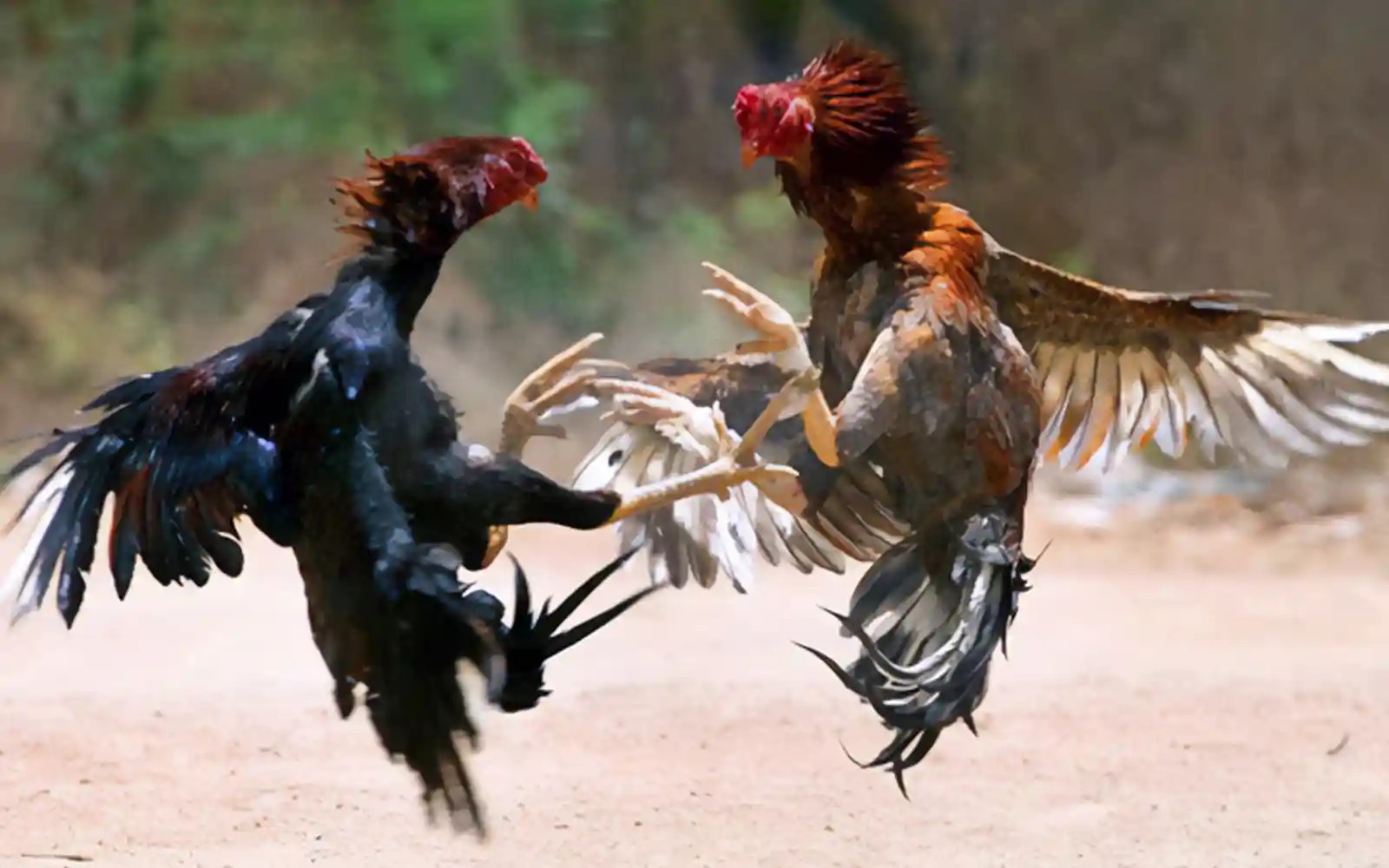 கோழிச்சண்டை பந்தயம், 26 பேர் கைது