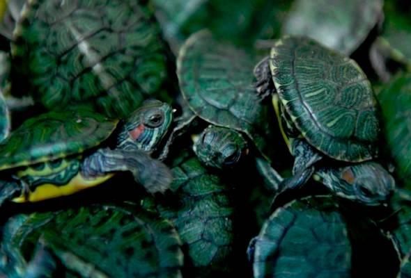 சென்னைக்கு சென்ற மலேசிய 5,191 நட்சத்திர ஆமைகள் கடத்தல்