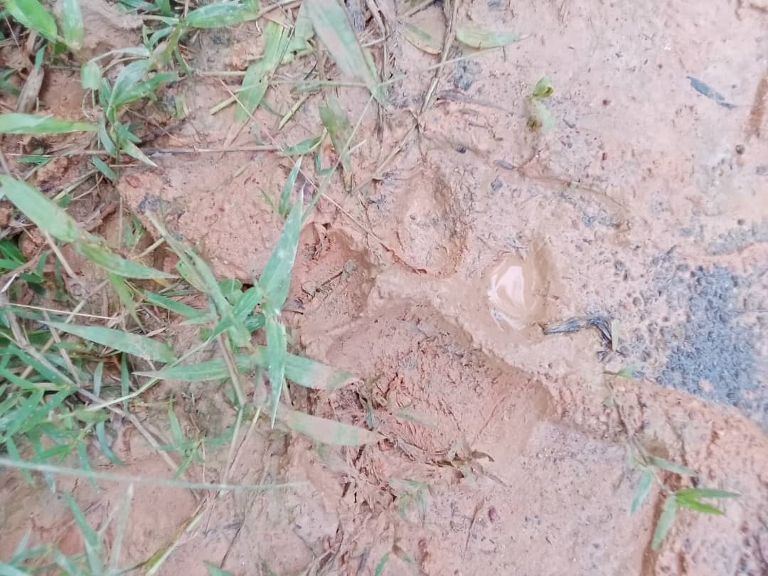 ரவூப், சீரோ தோட்டத்தில் புலி நடமாட்டம்