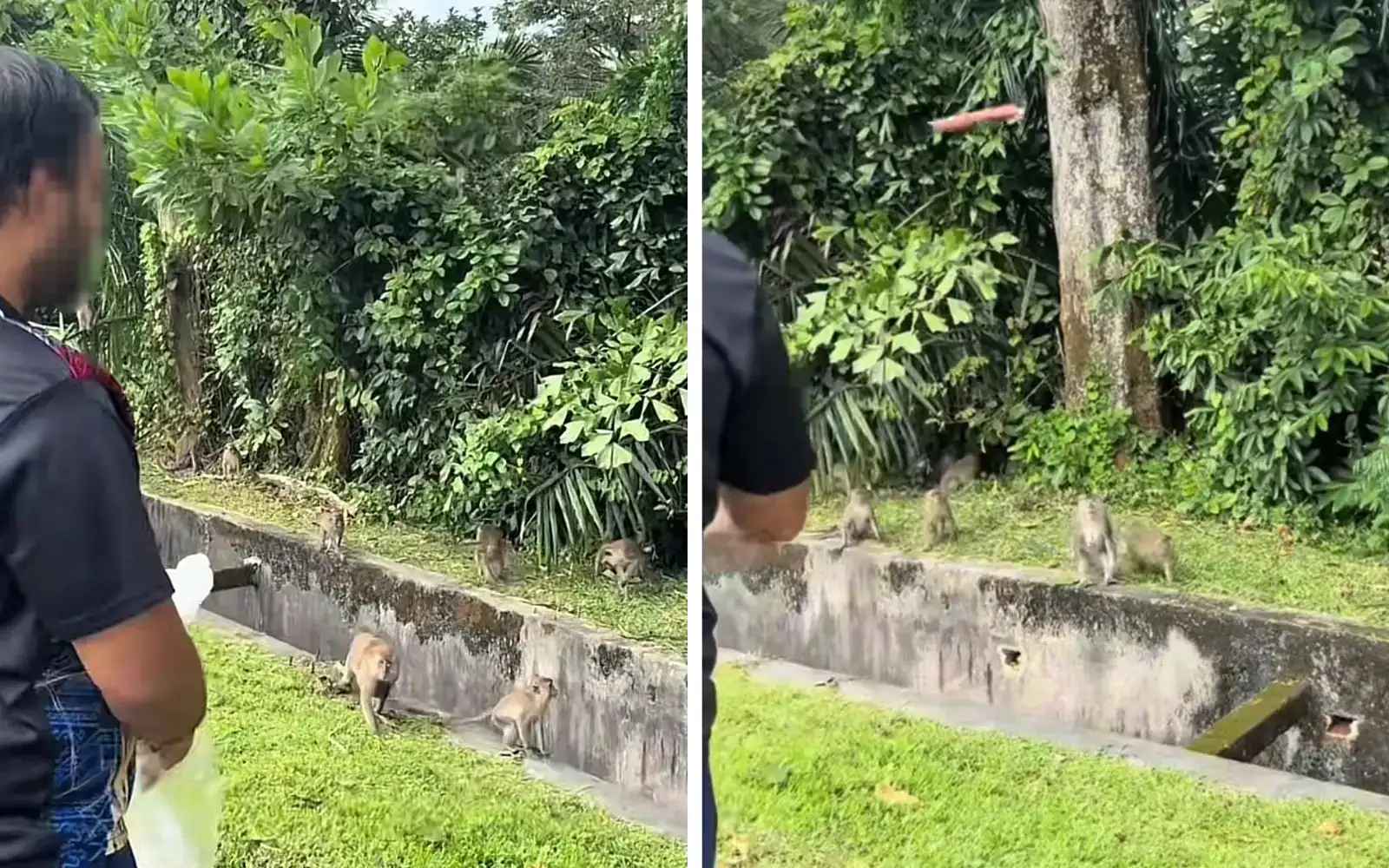 குரங்குகளை கொல்வதற்கு விஷ மருந்து விற்பனையா?