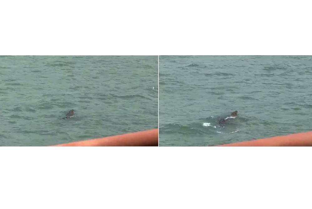 முதலை நடாட்டம், கவனம் தேவை