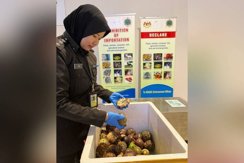 30 கிலோ பழங்களை கொண்டு வந்த நபர் கைது