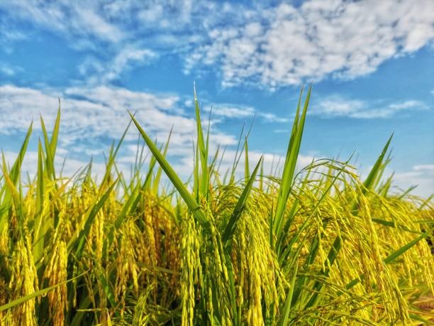 நெல் கொள்முதல் விலையைக் குறைப்பதற்கு கடும் எதிர்ப்பு தெரிவித்துள்ளது