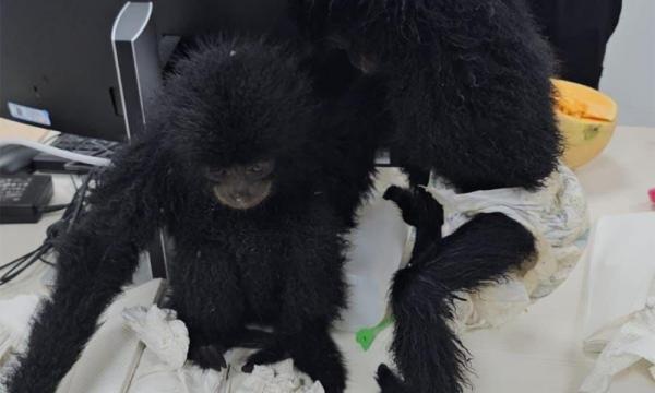 6 குரங்குகள் மலேசியாவிற்கே திருப்பியனுப்பப்பட்டன