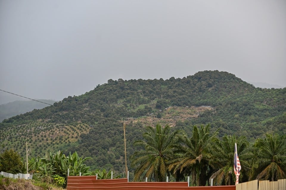 மூசாங் கிங் டுரியான் பழத் தோட்டக்காரர்கள் விவகாரம்: மத்தியஸ்தராகச் செயல்பட ஜசெக விருப்பம்