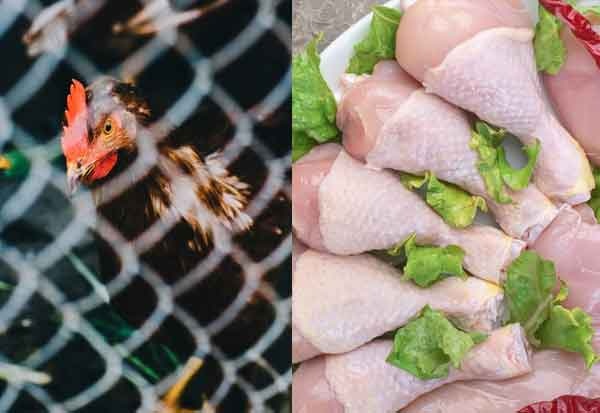 சமைக்காத கோழிக்கறி சாப்பிடக் கொடுத்த பெற்றோர்: 2 வயது குழந்தை உயிரிழப்பு