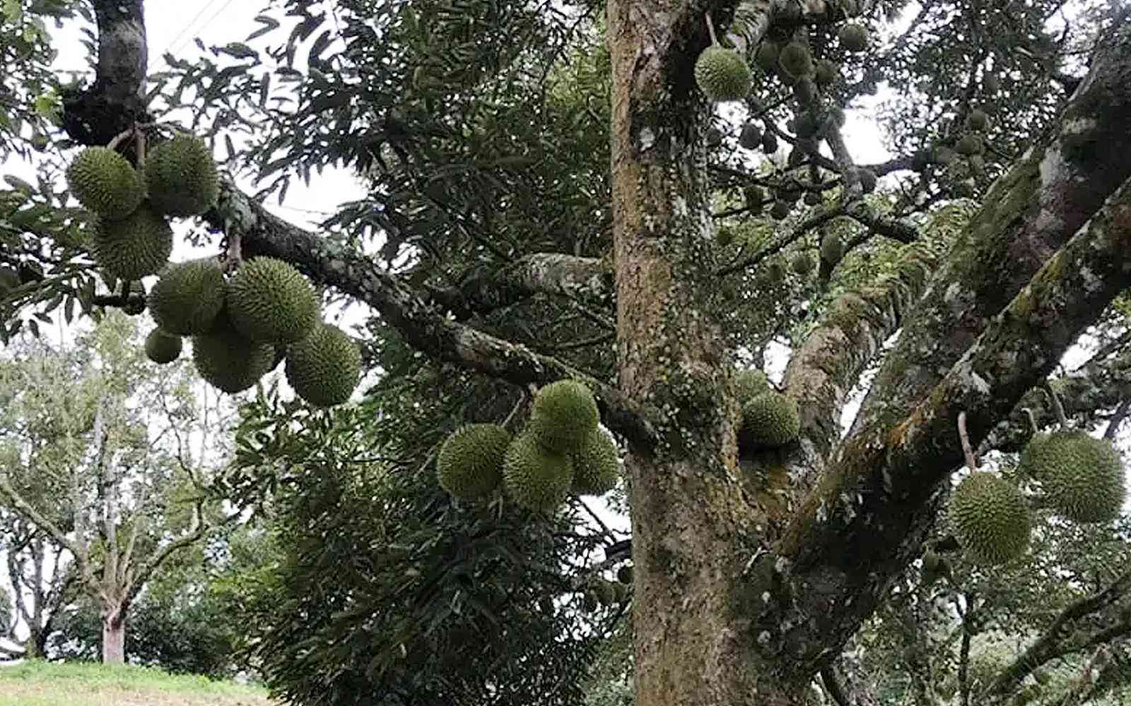 மூசாங் கிங் டுரியான் மரங்கள் வெட்டப்பட்ட விவகாரம் - நீதிமன்ற உத்தரவை மீறிய செயல் அல்ல