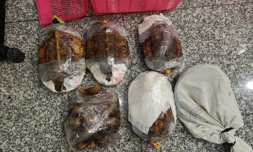 பல வகையான விலங்கினங்கள் பறிமுதல்