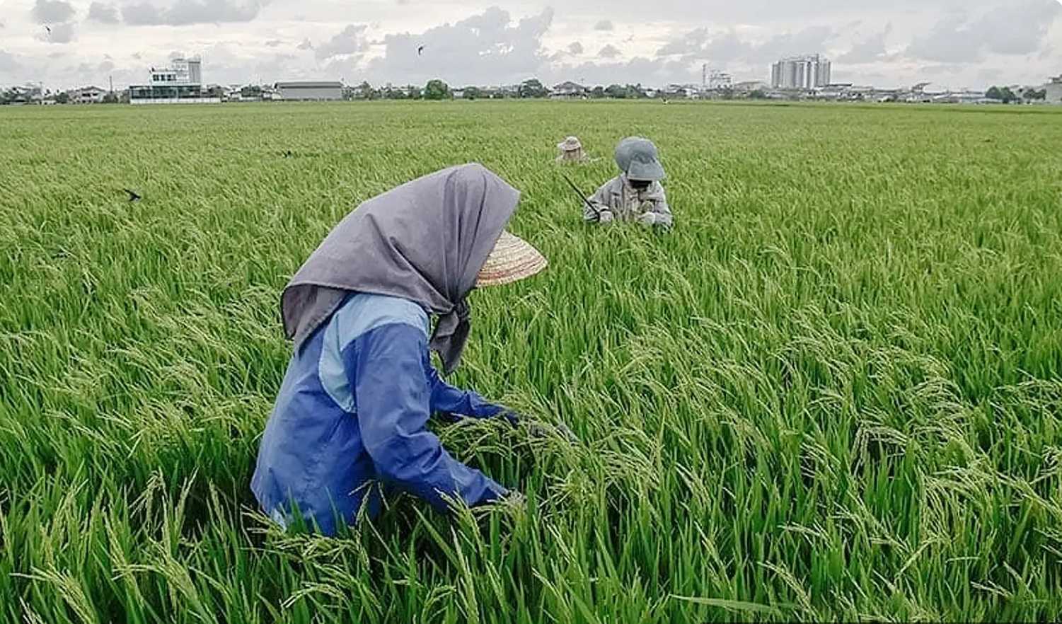 விவசாயிகளின் நலனுக்காக 90 மில்லியன் ரிங்கிட்