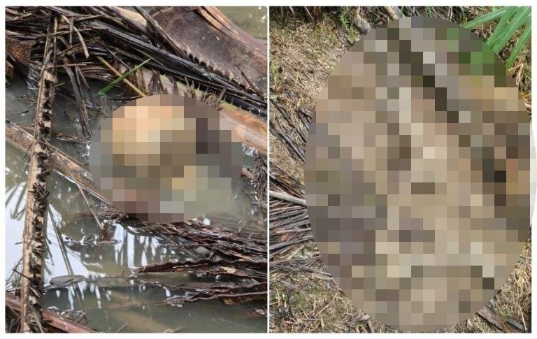 செம்பனைத் தோட்டத்திற்குள் மனித மண்டை ஓடு கண்டுபிடிப்பு