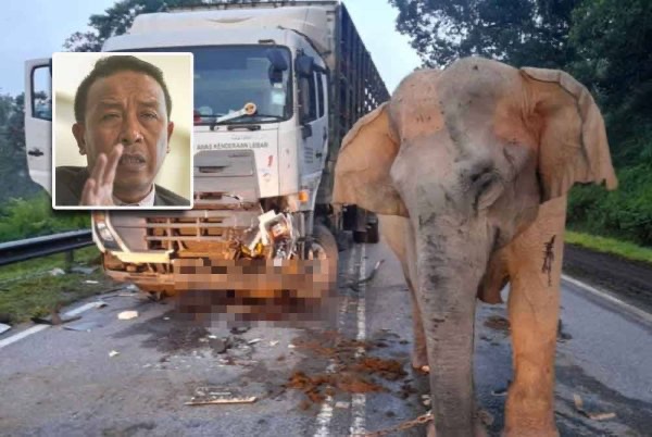 குட்டி யானை இறந்தது - மூன்றாவது சம்பவம்