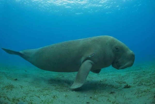 கடல்பசுவைப் பாதுகாப்பதற்கு நடவடிக்கை