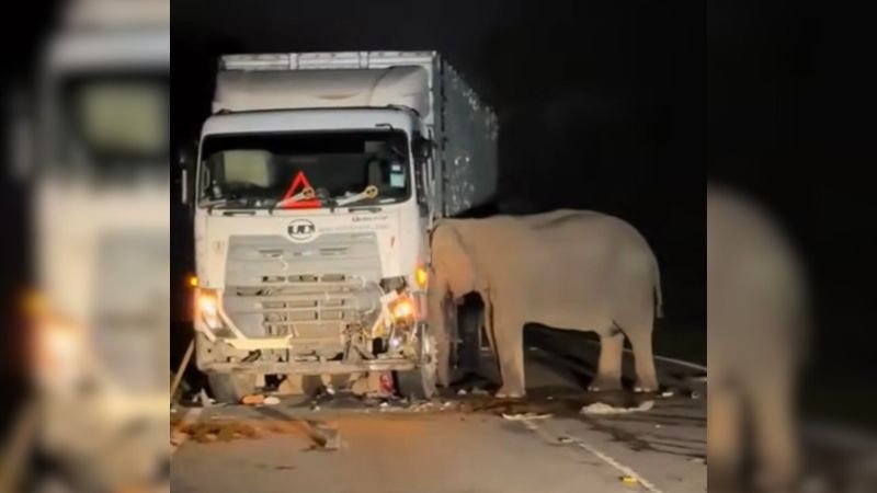 குட்டி யானை இறந்தது