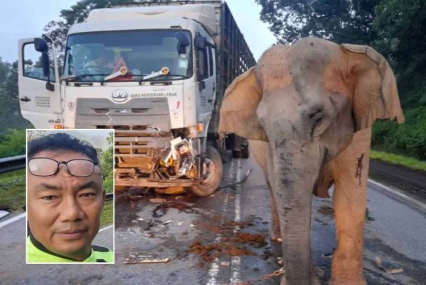 யானை அழுதது, என்னை நெகிழ வைத்தது