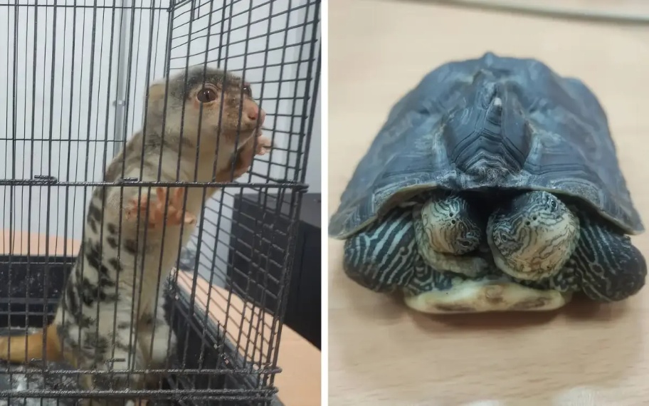 இந்தியாவிற்கு ஊர்வனங்களைக் கடத்த முயற்சி: இருவர் கைது