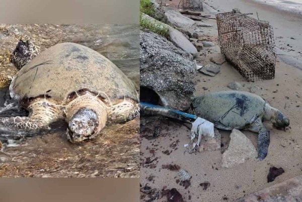 50 ஆண்டு கால ஆமை மடிந்தது