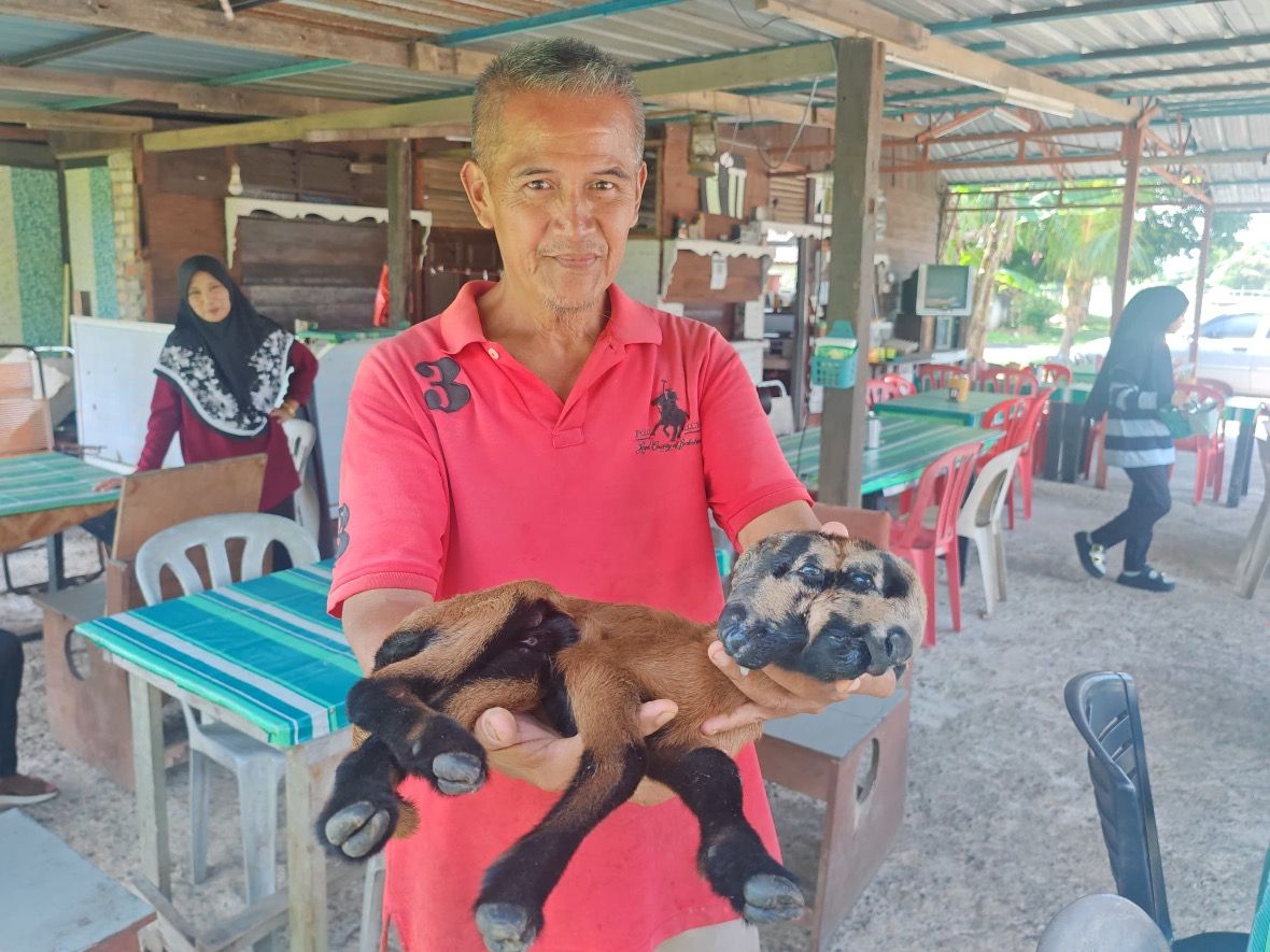 இரண்டு தலைகளுடன் பிறந்த ஆடு இறந்தது