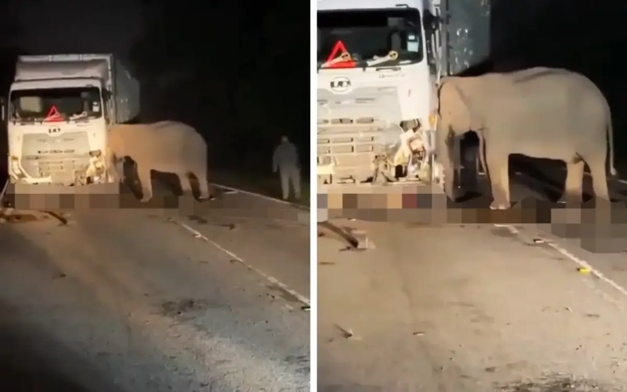 குட்டி யானை விபத்தில் இறந்ததில் கவனக்குறைவு நடக்கவில்லை