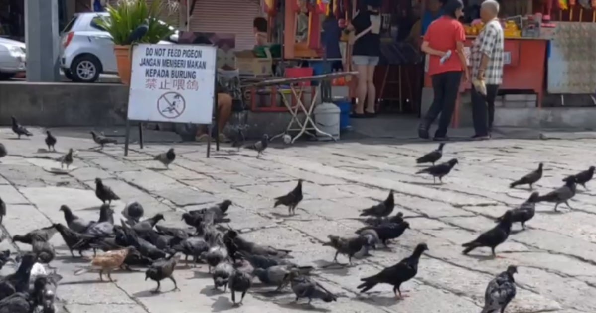புறாக்களுக்கு உணவளித்த ஐவருக்கு அபராதம்