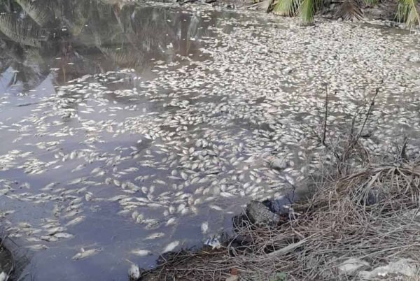 ஆயிரக்கணக்கான மீன்கள் இறந்து கிடந்தன