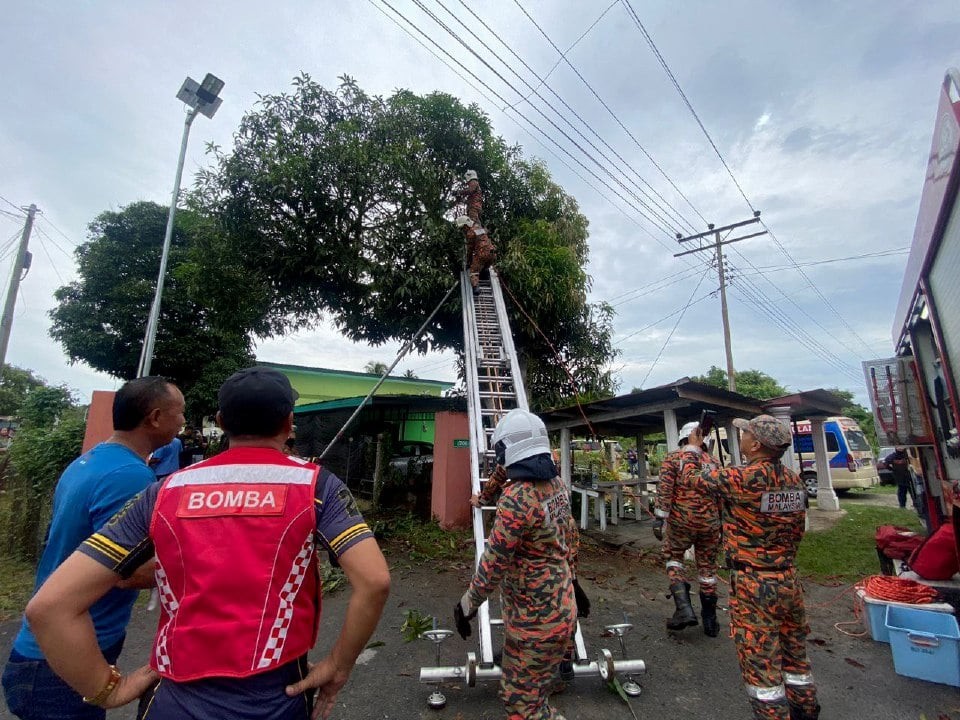 மரத்தில் ஏறிய ஆடவர் மின்சாரம் தாக்கி மரணம்